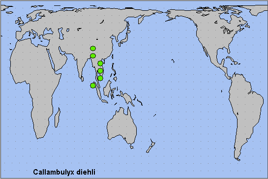 Global distribution of Callambulyx diehli. Map: &copy; NHMUK.