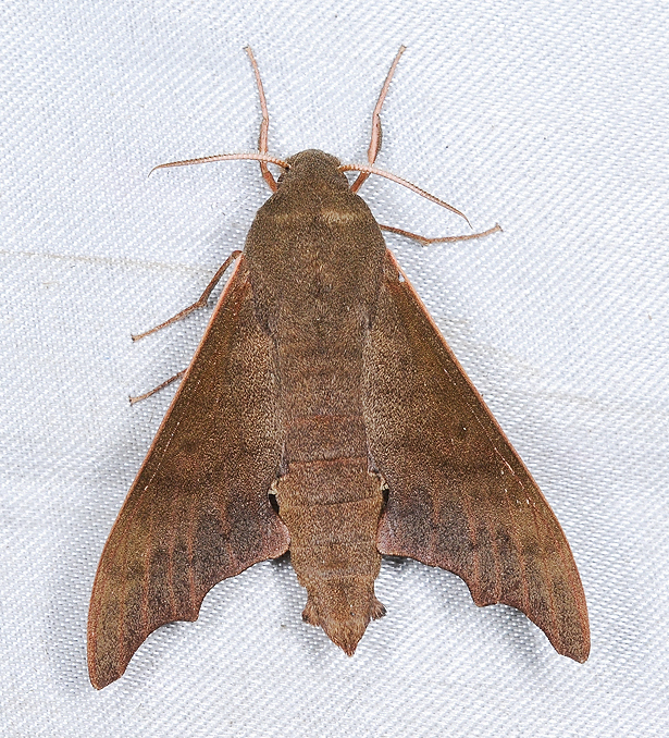 Male Cypa enodis, Renluen (1400m), Nantou Hsien, Taiwan. Photo: &copy; Shipher Wu.