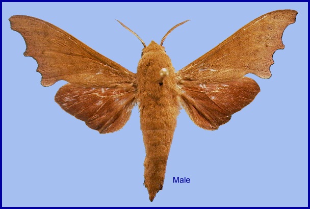 Male Cypa enodis. Photo: &copy; NHMUK