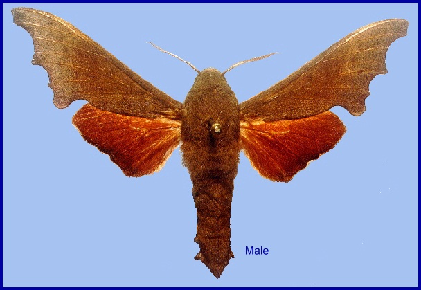Male Cypa enodis, Thailand. Photo: &copy; Adam Cotton