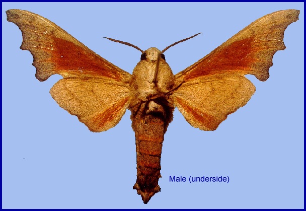 Male Cypa enodis (underside), Thailand. Photo: &copy; Adam Cotton