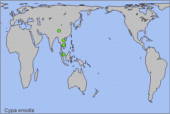 Global distribution of Cypa enodis. Map: &copy; NHMUK.