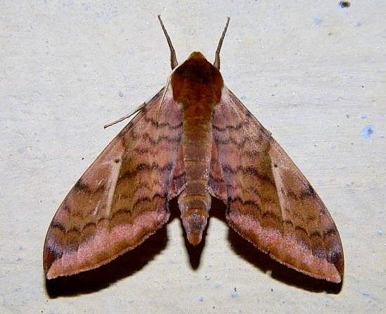 Adult Clanidopsis exusta, Kalatope Wildlife Sanctuary (near Dalhousie), Himachal Pradesh, India, 17.vii.2011. Photo: &copy; Alok Mahendroo.