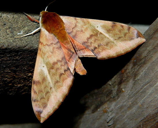 Adult Clanidopsis exusta, Kalatope Wildlife Sanctuary (near Dalhousie), Himachal Pradesh, India, 20.vi.2012. Photo: &copy; Alok Mahendroo.