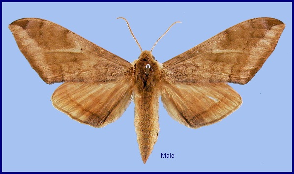 Male Clanidopsis exusta. Photo: &copy; NHMUK