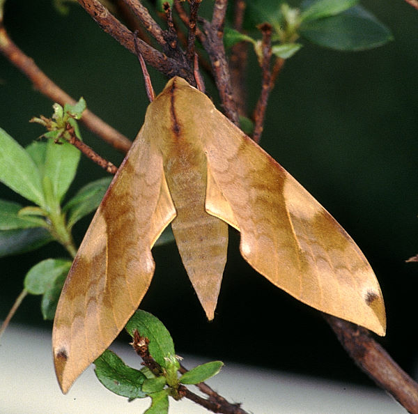 Resting Clanis bilineata formosana, Taiwan. Photo: &copy; Felix Lin.