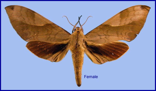 Female Clanis bilineata formosana. Photo: &copy; NHMUK