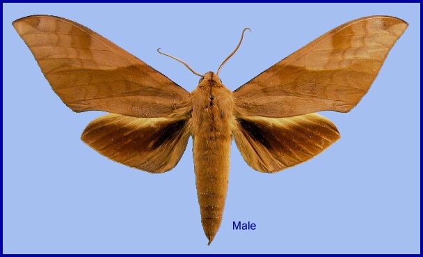Male Clanis bilineata formosana. Photo: &copy; NHMUK