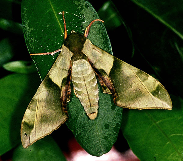 Resting male Callambulyx tatarinovii formosana, Taiwan. Photo: &copy; Felix Lin.