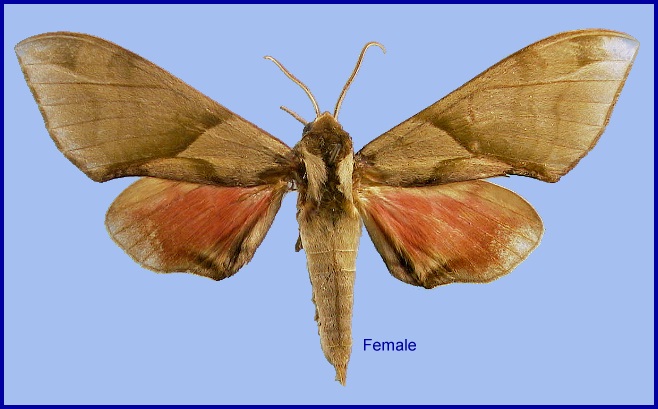 Female Callambulyx tatarinovii formosana. Photo: &copy; NHMUK