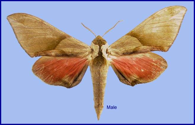 Male Callambulyx tatarinovii formosana. Photo: &copy; NHMUK