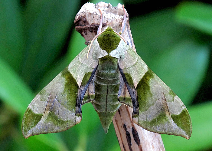 Female Callambulyx tatarinovii gabyae, Japan. Photo: &copy; Gary Saunders.