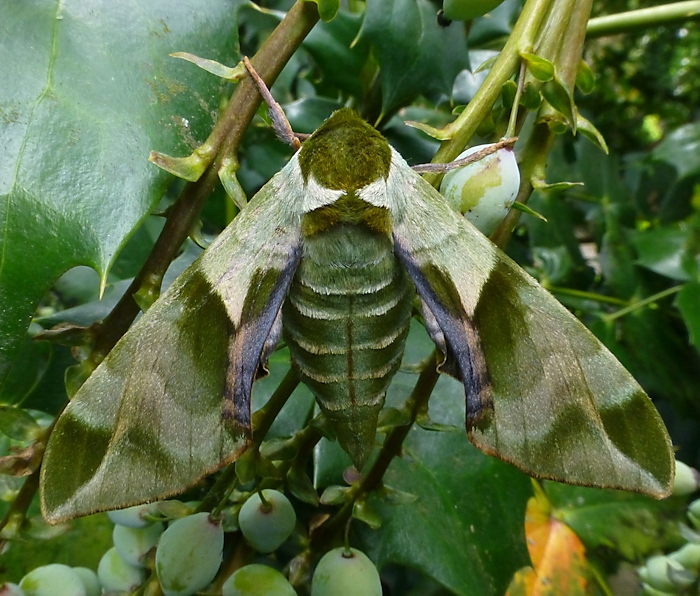 Female Callambulyx tatarinovii gabyae, Japan. Photo: &copy; Tony Pittaway.