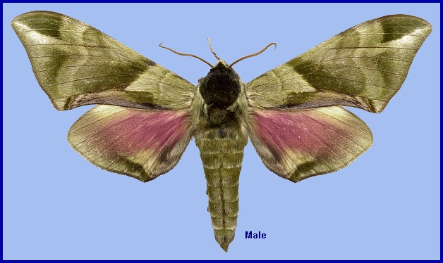 Male Callambulyx tatarinovii gabyae. Photo: &copy; NHMUK