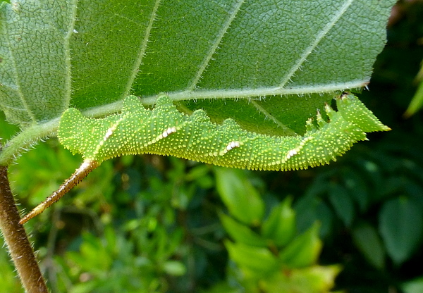 Early penultimate (fifth) instar larva of Callambulyx tatarinovii gabyae, Japan. Photo: &copy; Tony Pittaway.