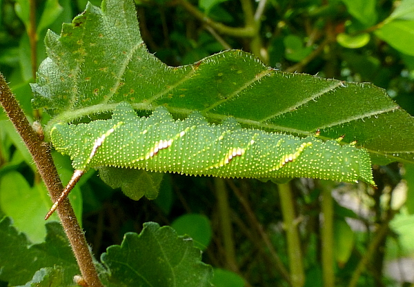 Late penultimate (fifth) instar larva of Callambulyx tatarinovii gabyae, Japan. Photo: &copy; Tony Pittaway.