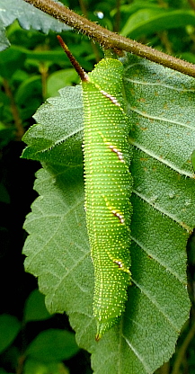 Late penultimate (fifth) instar larva of Callambulyx tatarinovii gabyae, Japan. Photo: &copy; Tony Pittaway.