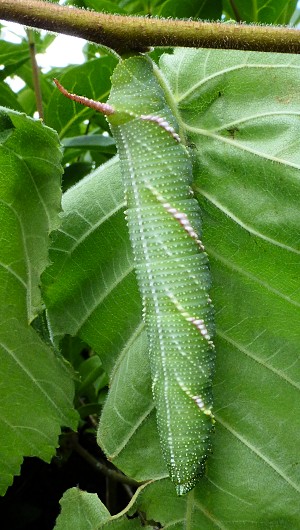 Full-grown final (sixth) instar larva of Callambulyx tatarinovii gabyae, Japan. Photo: &copy; Tony Pittaway.