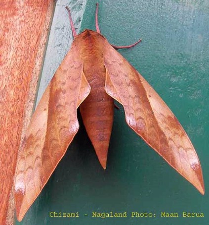 Clanis undulosa gigantea, Chizami, Nagaland, India. Photo: &copy; Maan Barua.
