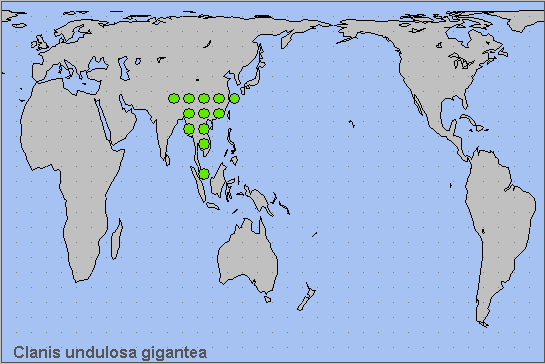 Global distribution of Clanis undulosa gigantea. Map: &copy; NHMUK.