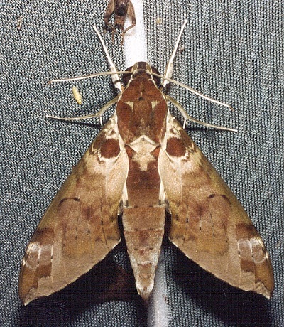 Adult Cechenena helops helops, Thailand. Photo: &copy; Ian Kitching