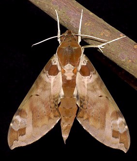 Adult Cechenena helops helops at rest, Singapore. Photo: &copy; Leong Tzi Ming