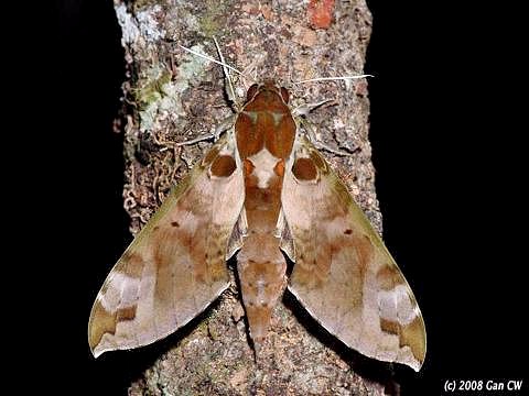 Adult Cechenena helops helops at rest, Bukit Fraser, Malaysia. Photo: &copy; CheongWeei Gan.