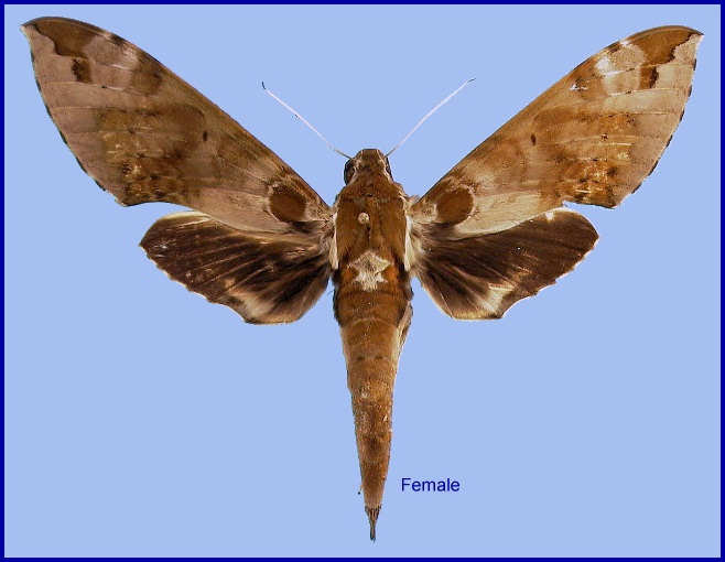 Female Cechenena helops helops. Photo: &copy; NHMUK