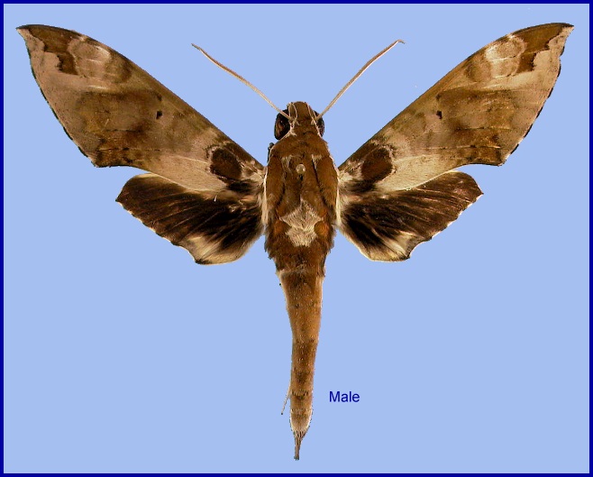 Male Cechenena helops helops. Photo: &copy; NHMUK