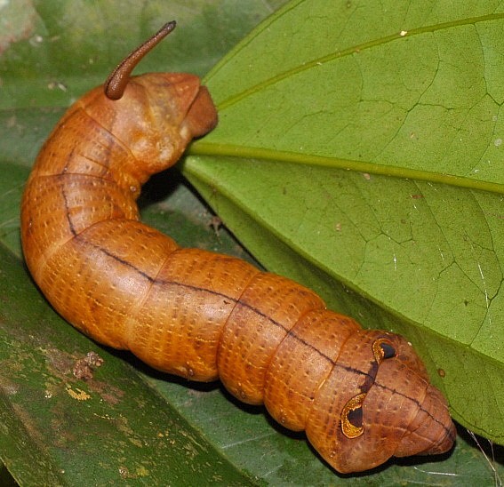 Pre-pupal Cechenena helops helops larva, Singapore. Photo: &copy; Leong Tzi Ming