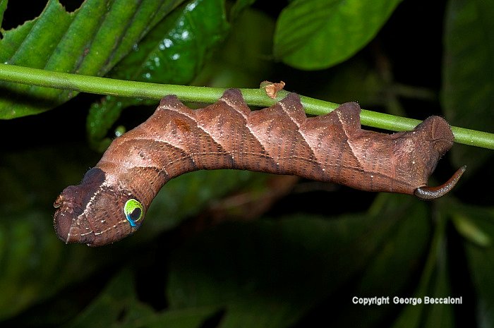 Full-grown larva of Cechenena helops helops, Bako National Park, Sarawak, Malaysia, 10.iv.2009. Photo: &copy; George Beccaloni.