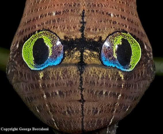 Eye-spots of full-grown larva of Cechenena helops helops, Bako National Park, Sarawak, Malaysia, 10.iv.2009. Photo: &copy; George Beccaloni.