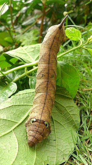 Full-grown larva of Cechenena helops helops (pale form), Sulawesi, Indonesia. Photo: &copy; Mahmud/Gary Saunders.