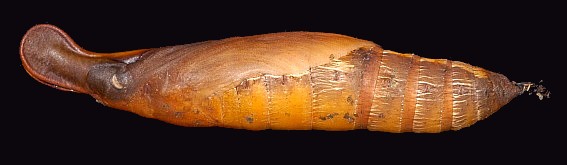 Pupa of Cechenena helops helops (lateral view), Singapore. Photo: &copy; Leong Tzi Ming