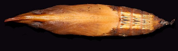 Pupa of Cechenena helops helops (ventral view), Singapore. Photo: &copy; Leong Tzi Ming