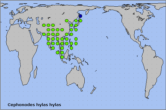 Global distribution of Cephonodes hylas hylas. Map: &copy; NHMUK.