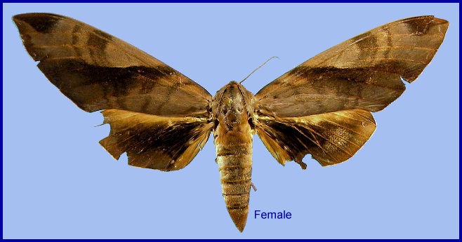 Female Clanis hyperion. Photo: &copy; NHMUK
