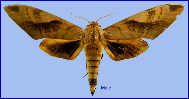 Male Clanis hyperion. Photo: &copy; NHMUK