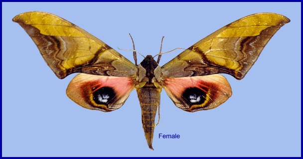 Female Callambulyx junonia, Sa Pa, Vietnam. Photo: &copy; Ronald Brechlin