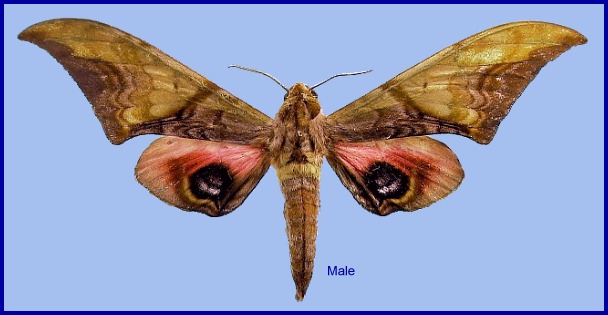 Male Callambulyx junonia. Photo: &copy; NHMUK