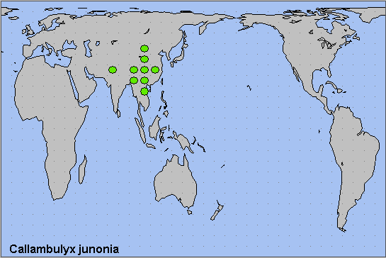 Global distribution of Callambulyx junonia. Map: &copy; NHMUK.