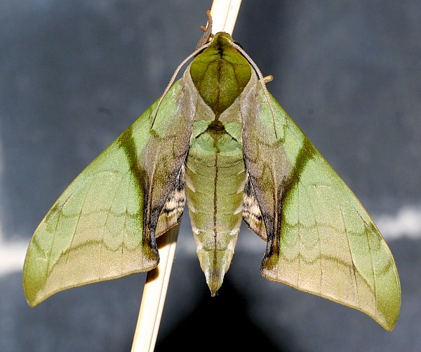 Male Callambulyx kitchingi, Dayao Shan, Guangxi, China. Photo: &copy; Viktor Sinjaev