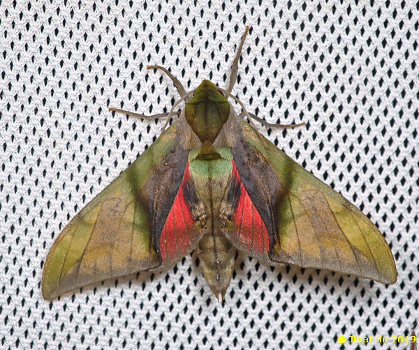 Male Callambulyx kitchingi, Simian Mountain National Scenic Resort, Chongqing, China, 1060m, 13.v.2019. Photo: &copy; He JiBai 2019.