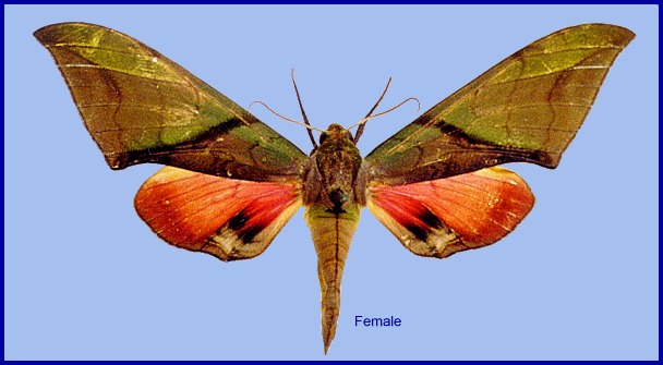 Female Callambulyx kitchingi, SW Guangdong (1300m), China. Photo: &copy; Ronald Brechlin