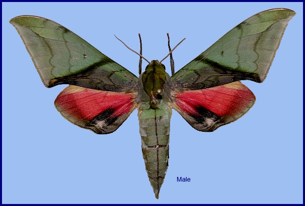 Male Callambulyx kitchingi, Wuyi Shan, Fujian, China. Photo: &copy; Viktor Sinjaev