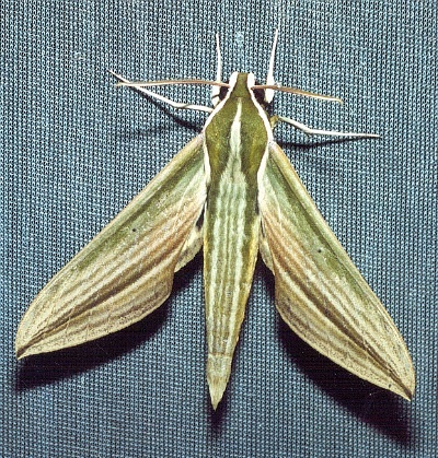 Adult Cechetra lineosa, Thailand. Photo: &copy; Ian Kitching