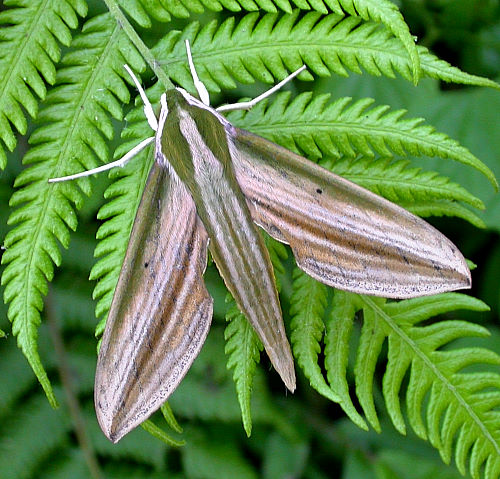 Adult male Cechetra lineosa, Taiwan. Photo: &copy; Felix Lin.