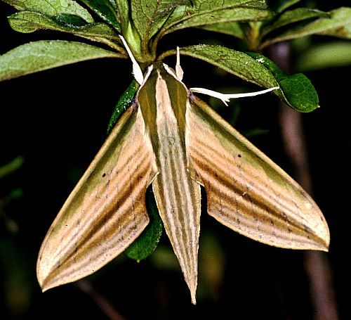 Adult female Cechetra lineosa, Taiwan. Photo: &copy; Felix Lin.
