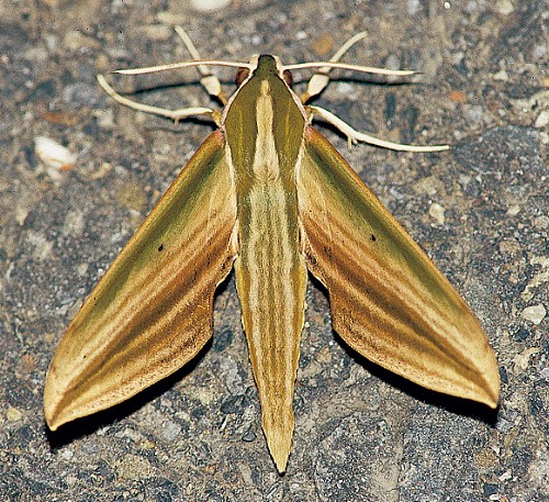 Adult Cechetra lineosa, Taiwan. Photo: &copy; Henry Tzuoo.