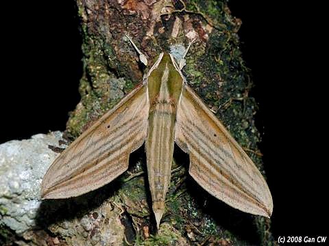 Adult Cechetra lineosa, Bukit Fraser, Malaysia. Photo: &copy; CheongWeei Gan.